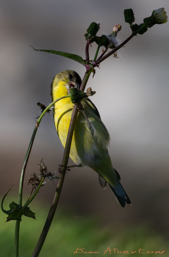 Bird Photography wild bird eating seeds