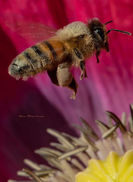 Bee flying over red Poppy Flower