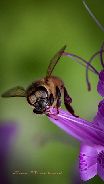 Macro photography Bee on flower, Reflection of bee from camera on Bees eyes
