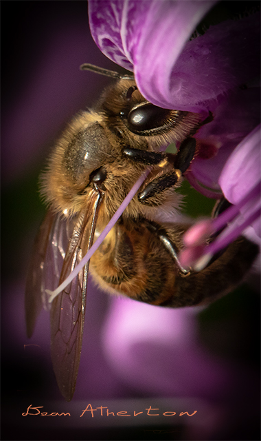 Bee on purple flower gathering nectar