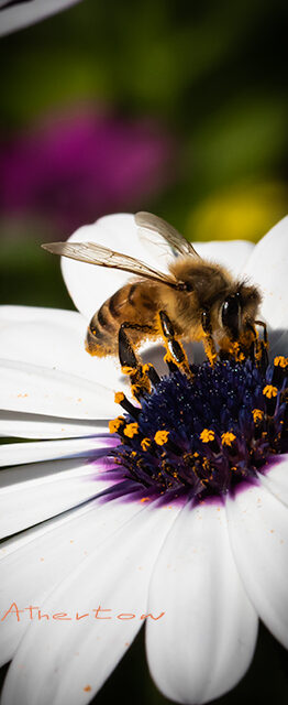 Bee on a white Daisy Flower, gathering pollen
