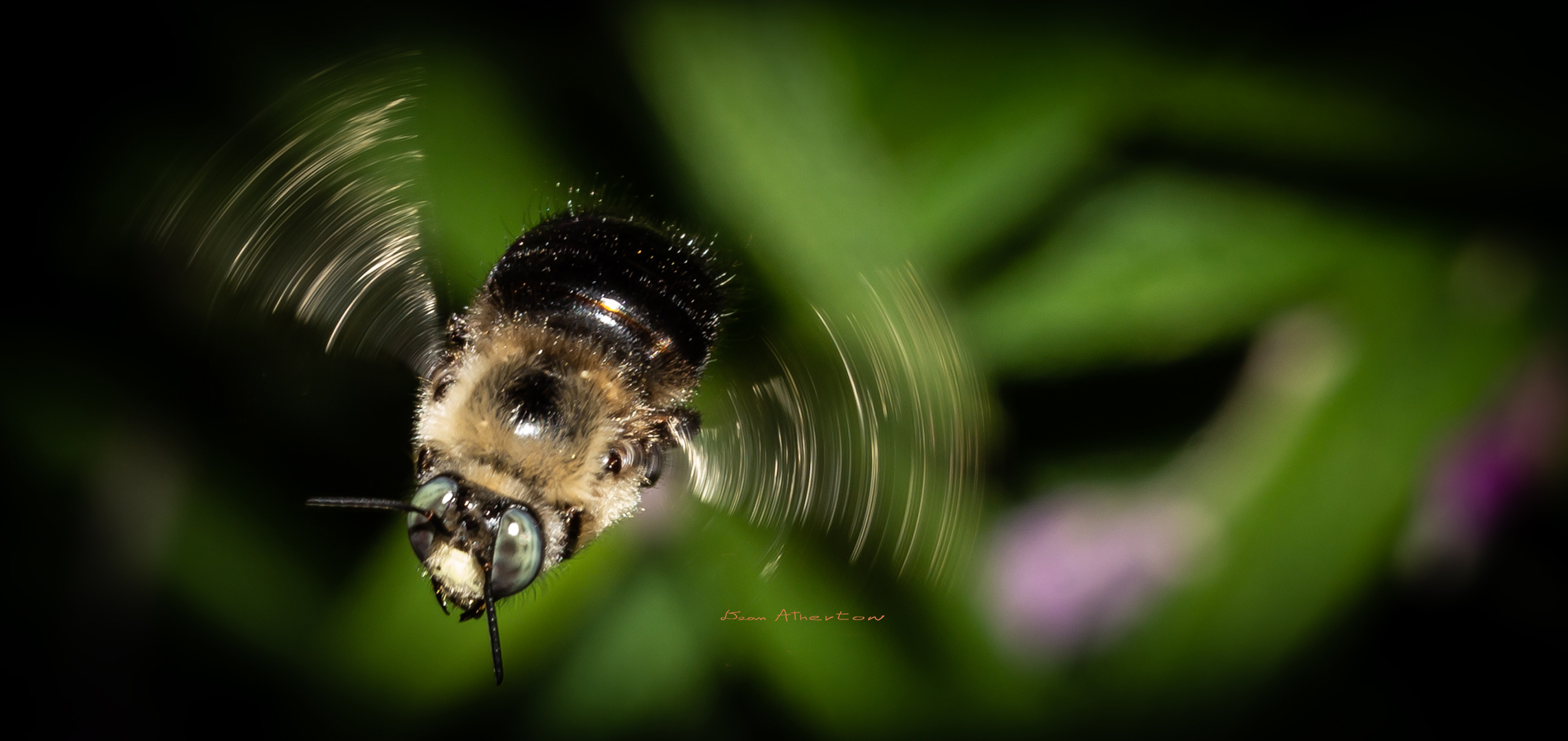 blue eye carpenter bee flying, showing blured  effect from  motion of wings.