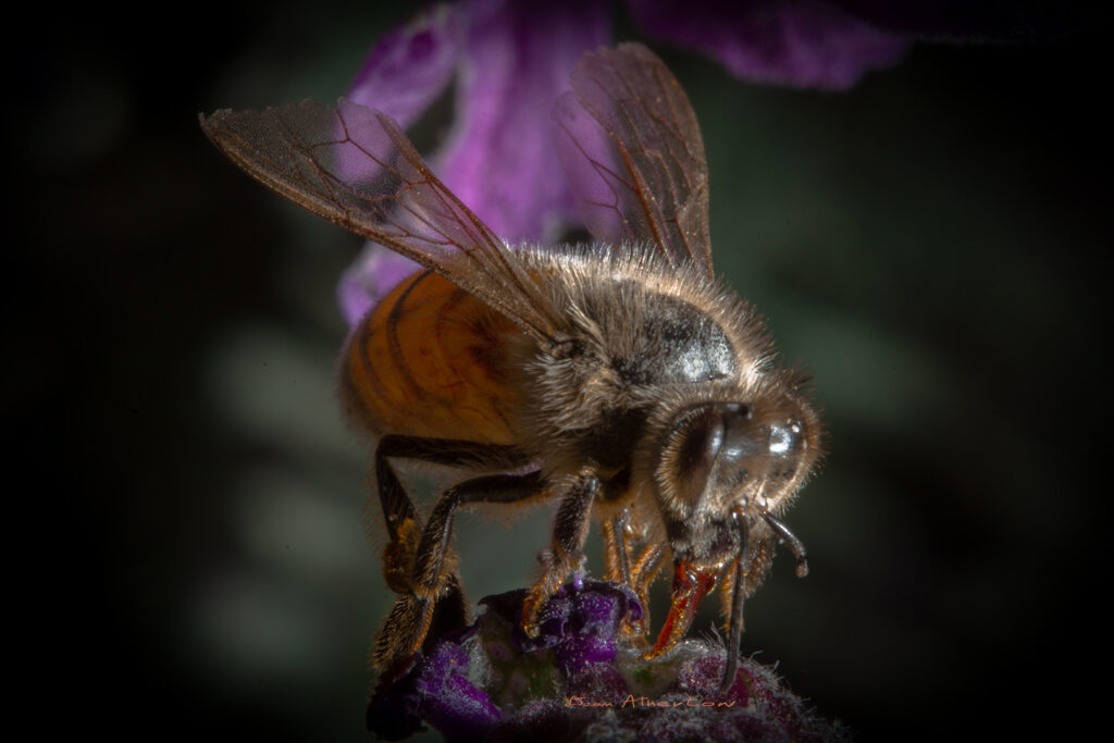 honeybee getting nectar from purple flower