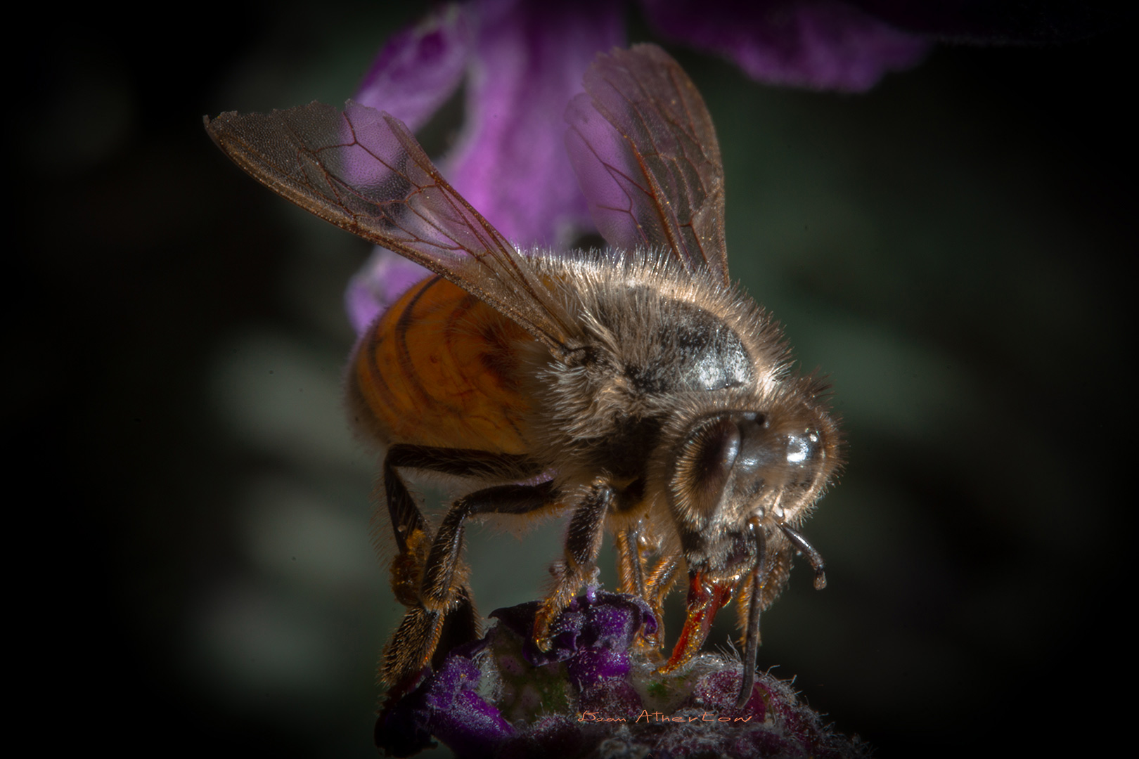 BEE PHOTOGRAPHY