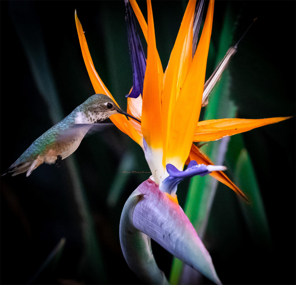 Hummingbird getting nectar form Bird of Paradise plant