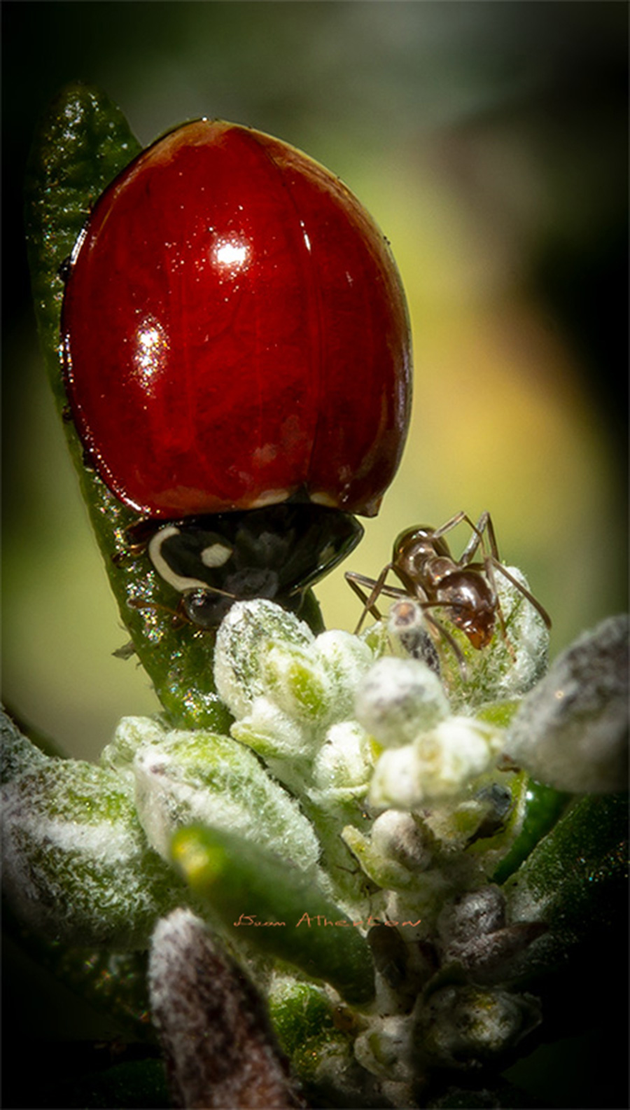 Lady bug staring ant on steam