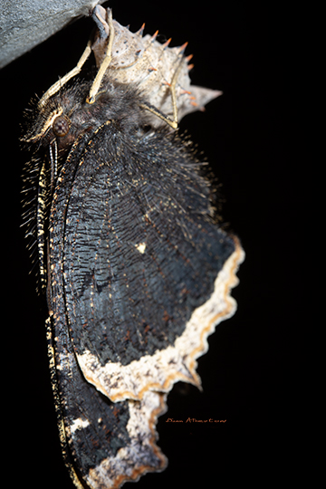 Butterfly-cocoon-macro photography