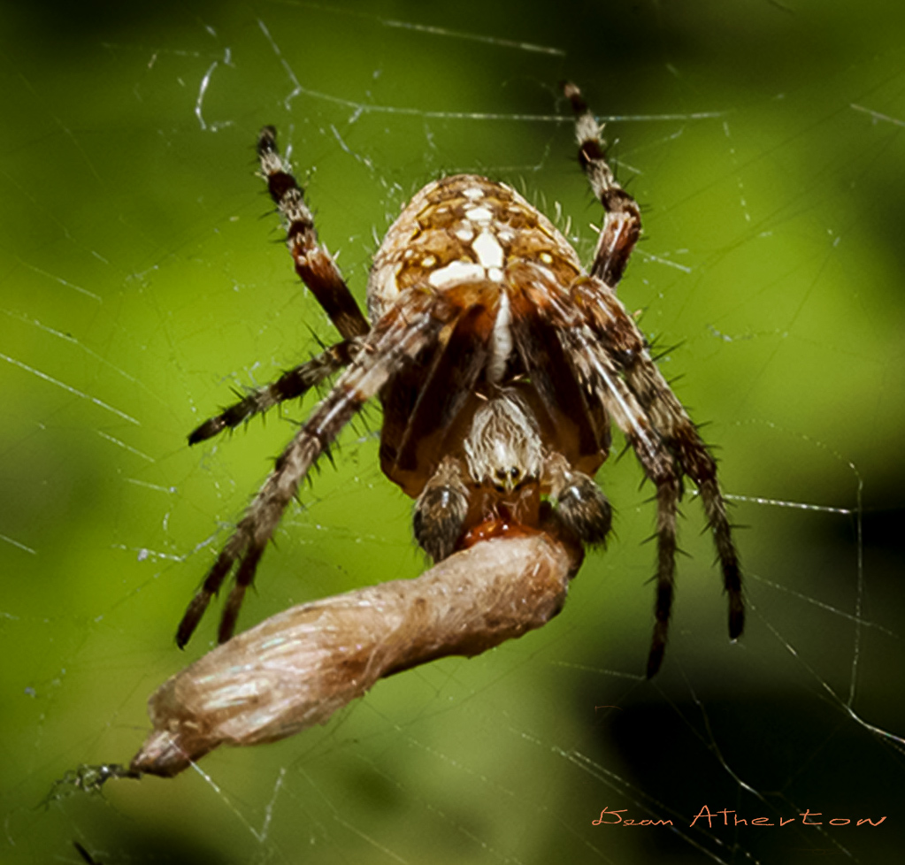 Spider eating moth after catching in its web