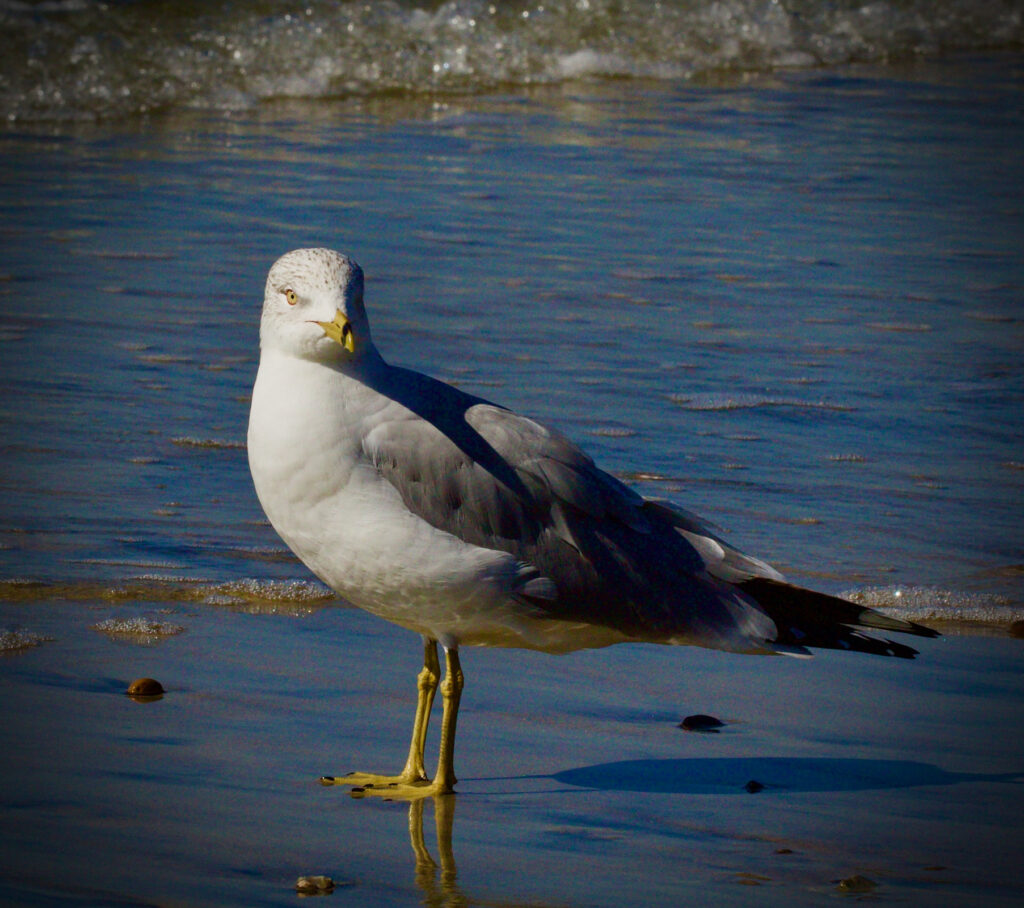 seagull on beach standing in water