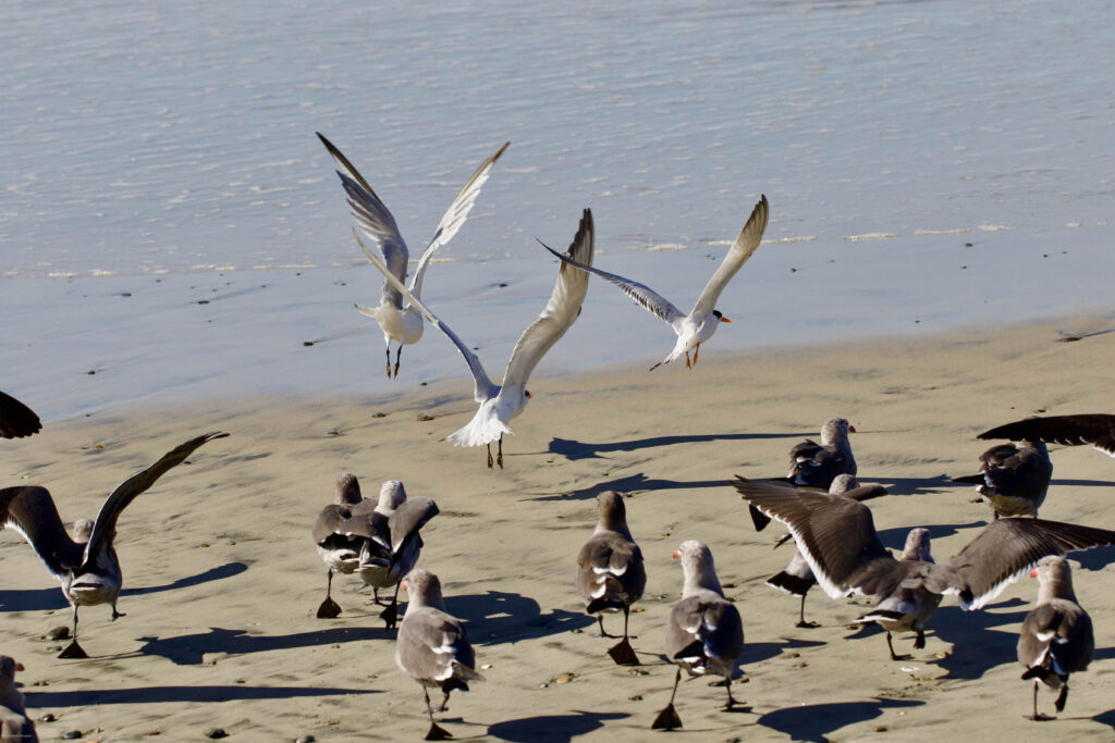 seagulls watching other seagulls taking off for flight