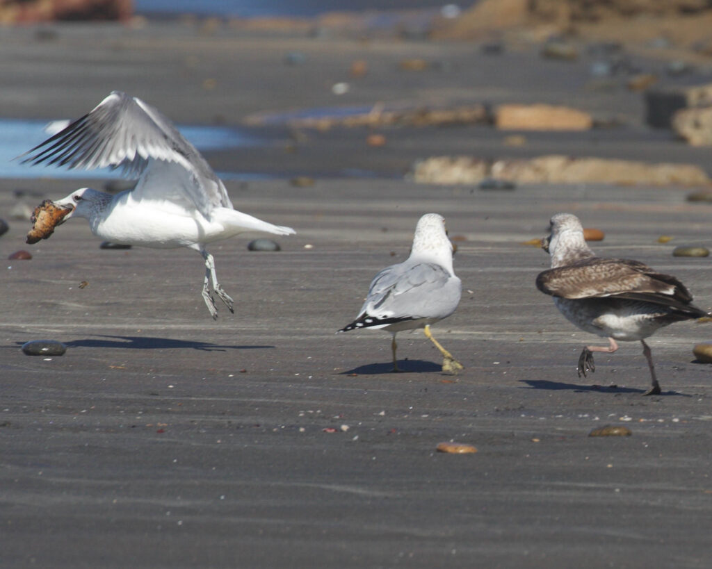 seagull stealing food from other seagull