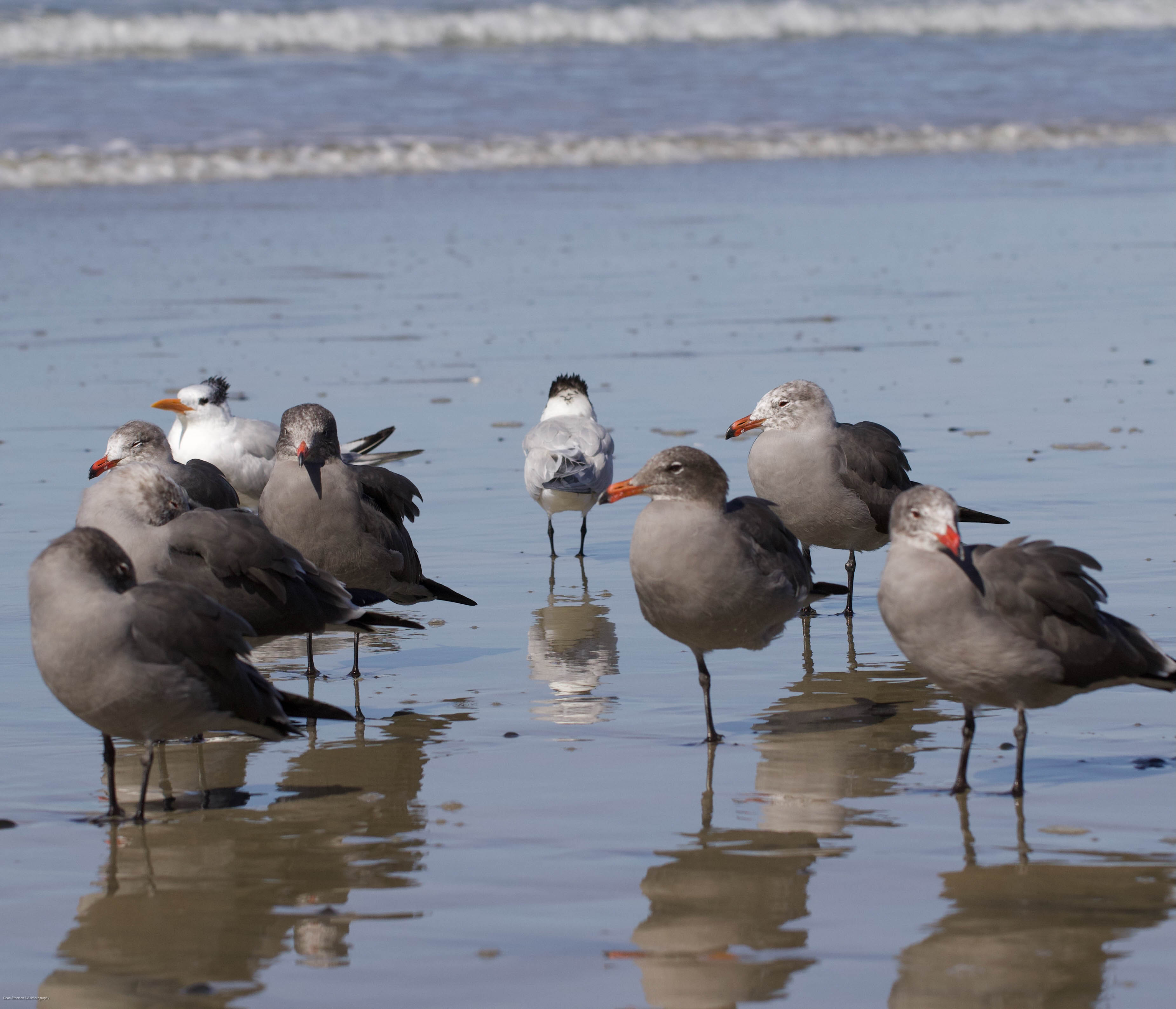 seagulls standing on shoreline with natural framing of one bird