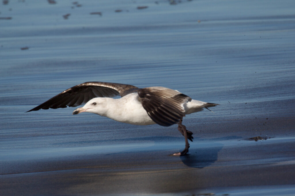 Seagull taking of for flight by shoreline of beach