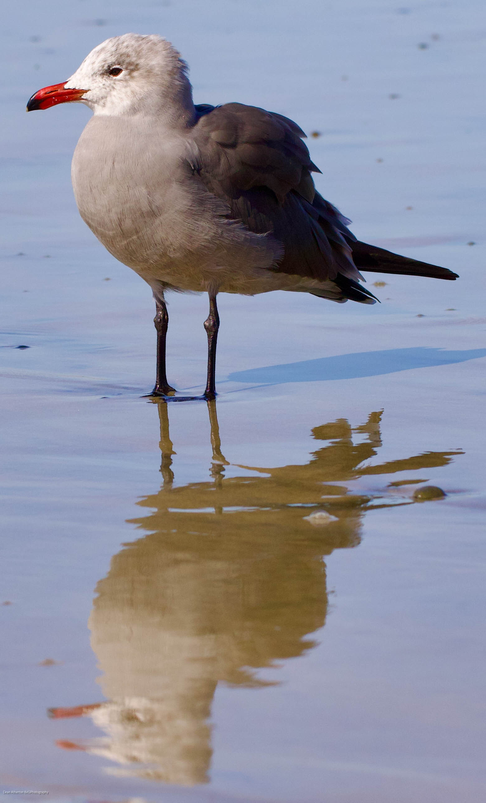 Seagull standing on beach with reflection of water of seagull
