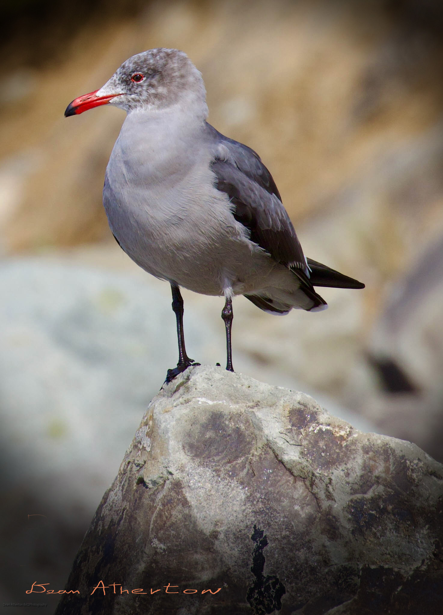 seagull standing on beach rock